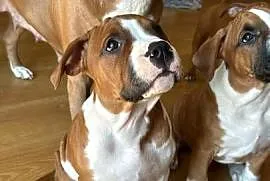 Amstaff FCI - gotowy od 11.05.2026 do odbioru