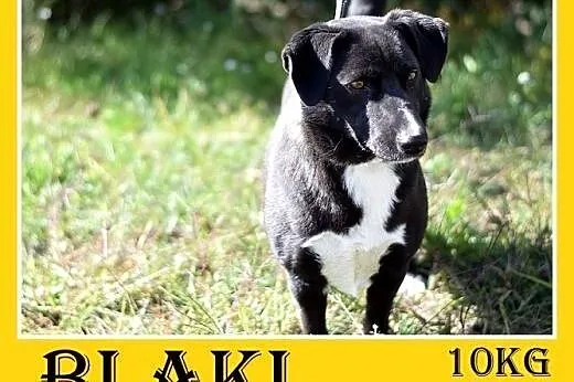 10kg,krótkie łapki,łagodny,wesoły piesek BLAKI.Adopcja,  małopolskie Kraków