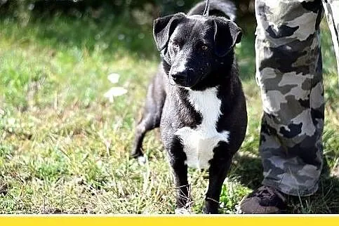 10kg,krótkie łapki,łagodny,wesoły piesek BLAKI.Ado
