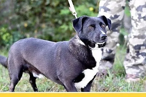 10kg,krótkie łapki,łagodny,wesoły piesek BLAKI.Ado