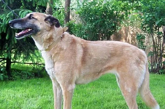 Marzenka, sunia w typie owczarka belgijskiego szuk