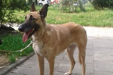 Marzenka, sunia w typie owczarka belgijskiego szuk