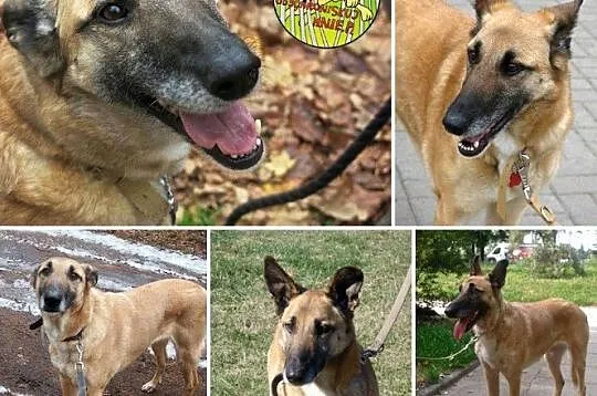 Marzenka, sunia w typie owczarka belgijskiego szuk
