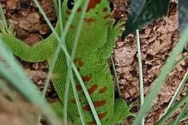 Jaszczurka felsuma madagaskarska