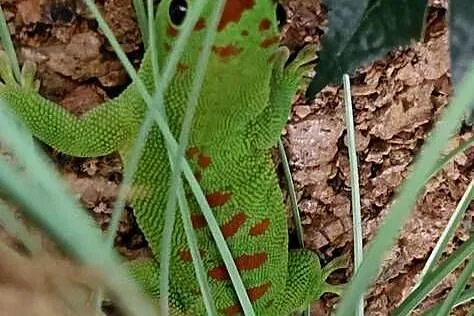 Jaszczurka felsuma madagaskarska