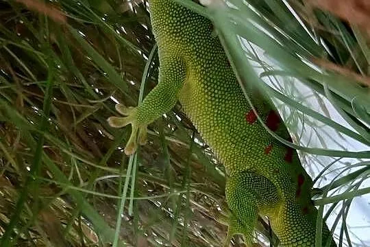 Jaszczurka felsuma madagaskarska, Małopolskie, Stanisławice