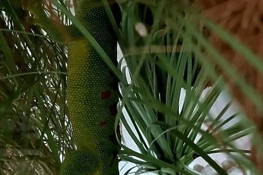 Jaszczurka felsuma madagaskarska, Małopolskie, Stanisławice
