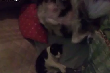 Daisy 2 letnia koteczka,  śląskie Częstochowa