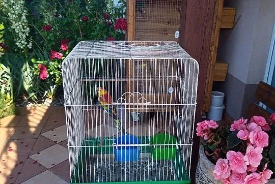 Sprzedam papugę świergotek, Mazowieckie, Zgórze