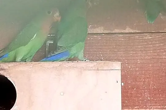 Sprzedam papugi nierozłączki, Wielkopolskie, Mechlin