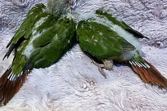 Rudosterka ręcznie karmiona oswojona, Małopolskie, Zasań