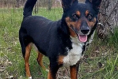 CEZAR-zawsze jest dobra pora na dom,  śląskie Sosn