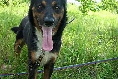 CEZAR-zawsze jest dobra pora na dom,  śląskie Sosn