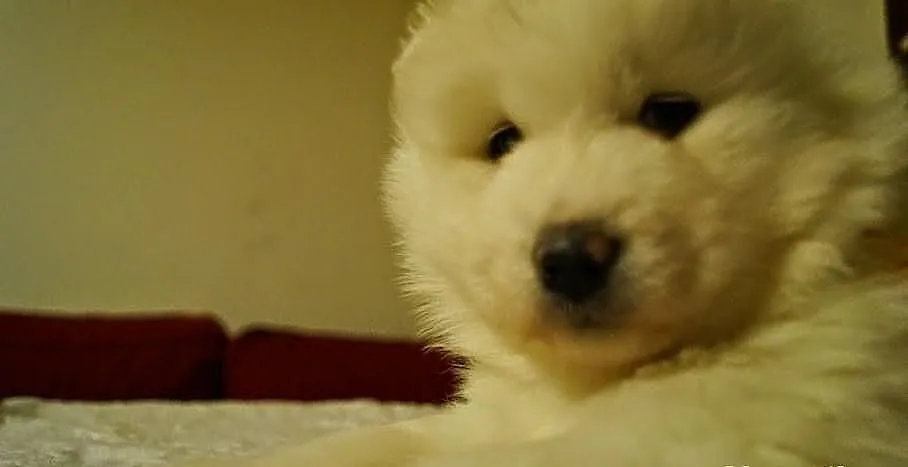Zdrowe i szczęśliwe Szczenięta samoyed - dobry rod