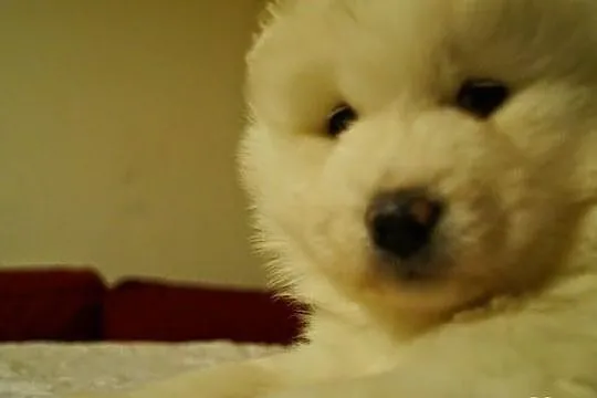 Zdrowe i szczęśliwe Szczenięta samoyed - dobry rod