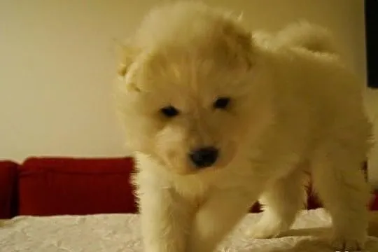 Zdrowe i szczęśliwe Szczenięta samoyed - dobry rod