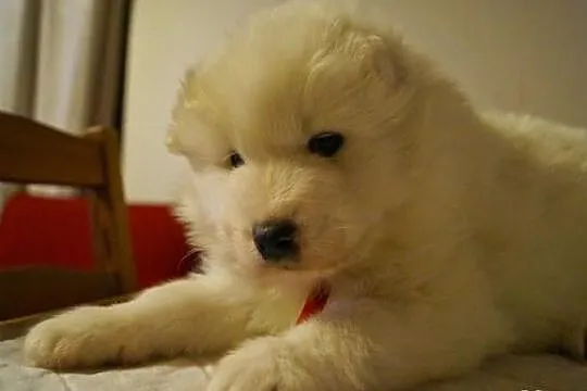 Zdrowe i szczęśliwe Szczenięta samoyed - dobry rod