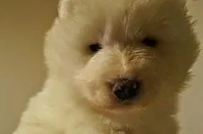 Zdrowe i szczęśliwe Szczenięta samoyed - dobry rod