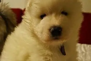 Zdrowe i szczęśliwe Szczenięta samoyed - dobry rod
