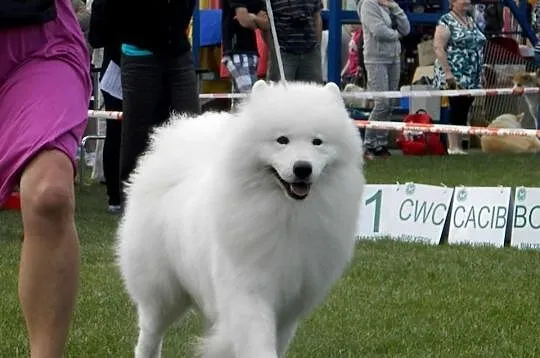 Zdrowe i szczęśliwe Szczenięta samoyed - dobry rod