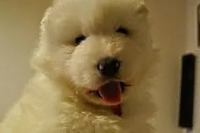 Zdrowe i szczęśliwe Szczenięta samoyed - dobry rod
