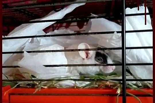 Karo klatka z wyposażeniem dla myszki 35x24x36, Śląskie, Ruda Śląska