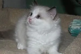 Champion Sired Ragdoll Kitten