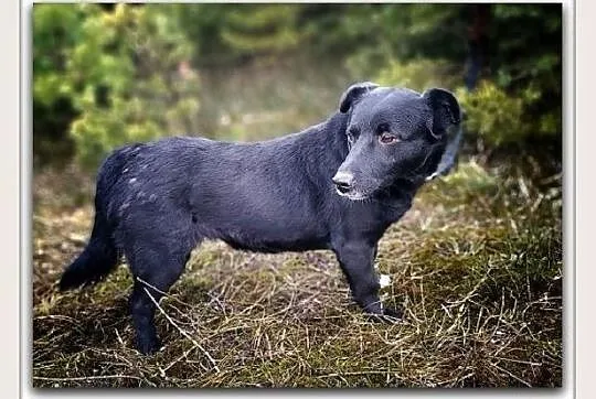 2 lata,średnia 15 kg,przyjazna,grzeczna,sterylizowana suczka MILA.Adopcja., Mazowieckie, Warszawa