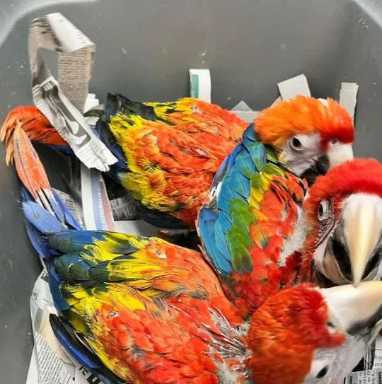 Jesteśmy bardzo szczęśliwi, że jesteśmy tu po raz pierwszy., , Restarzew Poduchowny