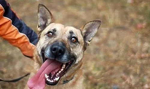 Jeśli adoptujesz Nugata, czekają Cię same pysznośc