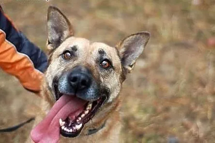 Jeśli adoptujesz Nugata, czekają Cię same pysznośc