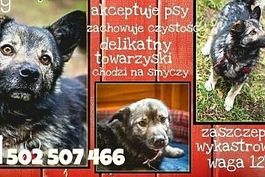 Grey - kto pokocha?,  mazowieckie Warszawa