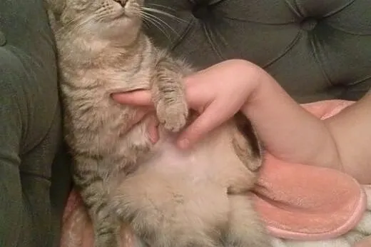 Whiskasowa Ryśka szuka dobrego domu,  dolnośląskie Wrocław