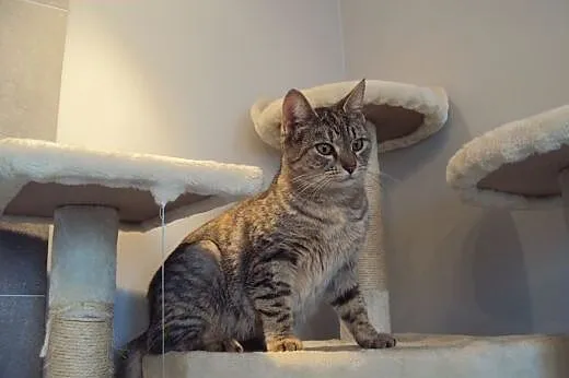 Whiskasowa Ryśka szuka dobrego domu,  dolnośląskie