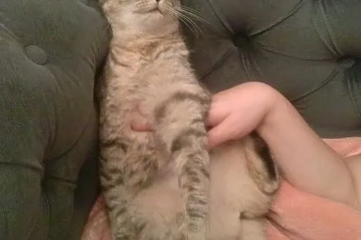 Whiskasowa Ryśka szuka dobrego domu,  dolnośląskie