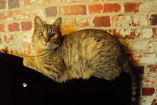 Whiskasowa Ryśka szuka dobrego domu,  dolnośląskie