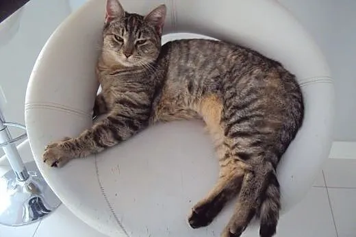 Whiskasowa Ryśka szuka dobrego domu,  dolnośląskie
