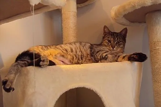 Whiskasowa Ryśka szuka dobrego domu,  dolnośląskie