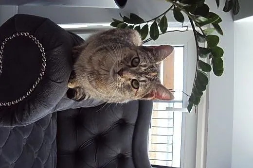 Whiskasowa Ryśka szuka dobrego domu,  dolnośląskie
