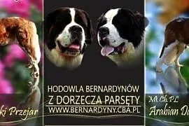 Bernardyn - Bernardyny FCI/ZKwP ZAPOWIEDŹ MIOTU,  , Kołobrzeg