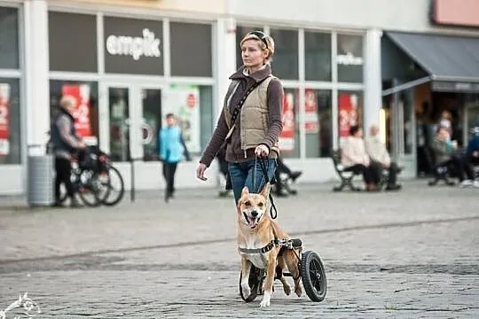 TOFFIK-zaradny jak mało kto, energiczny że ho!ho!, Śląskie, Gliwice