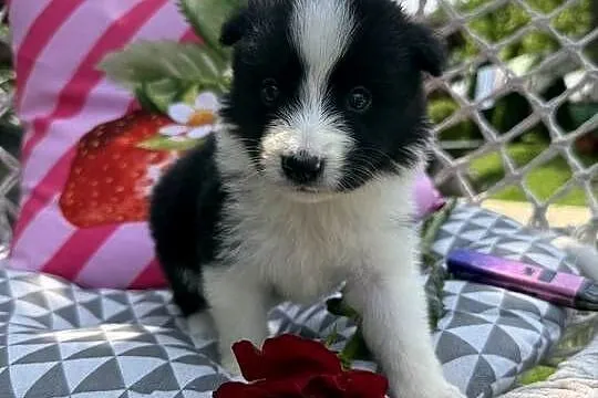 Suczka BORDER COLLIE, Małopolskie, Limanowa