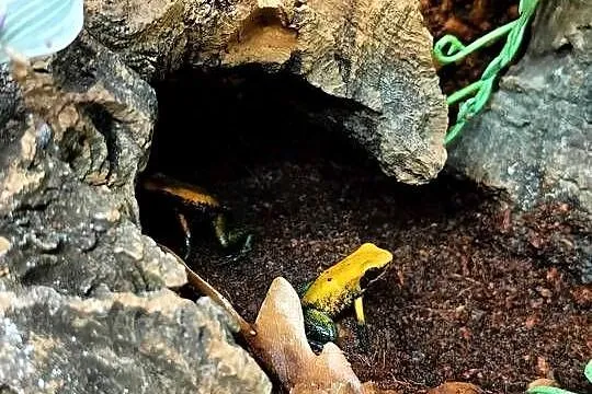 Liściołaz dwubarwny (Phyllobates bicolor)