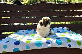 Shih tzu śliczne suczki