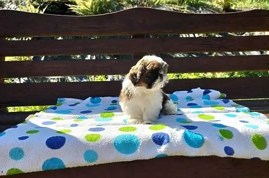 Shih tzu śliczne suczki, Podkarpackie, Rzeszów