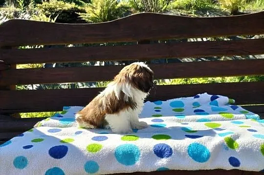 Shih tzu śliczne suczki, Podkarpackie, Rzeszów