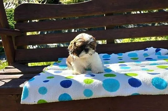 Shih tzu śliczne suczki, Podkarpackie, Rzeszów