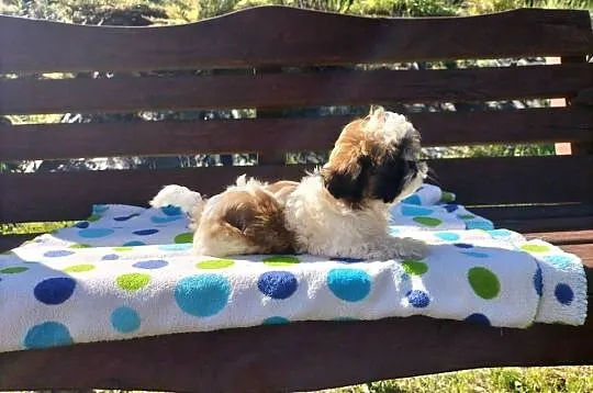 Shih tzu śliczne suczki, Podkarpackie, Rzeszów