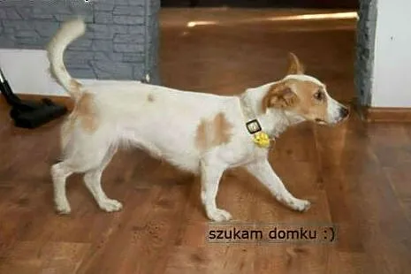 Cudowna urocza CHMURKA szuka domku :),  małopolski