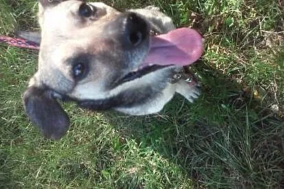 GRYŚ-cudowny, mały psiak poleca się do adopcji :),  mazowieckie Warszawa